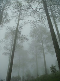 the woods in monsoon